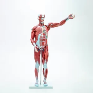 COL 1334 - Figura Muscular Assexuada 80cm 27p.