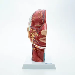 COL 1335 - Cabeça Muscular com Secção Mediana