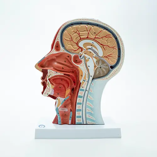 COL 1335 - Cabeça Muscular com Secção Mediana - Image 2