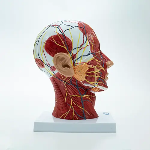 COL 1335 - Cabeça Muscular com Secção Mediana - Image 3