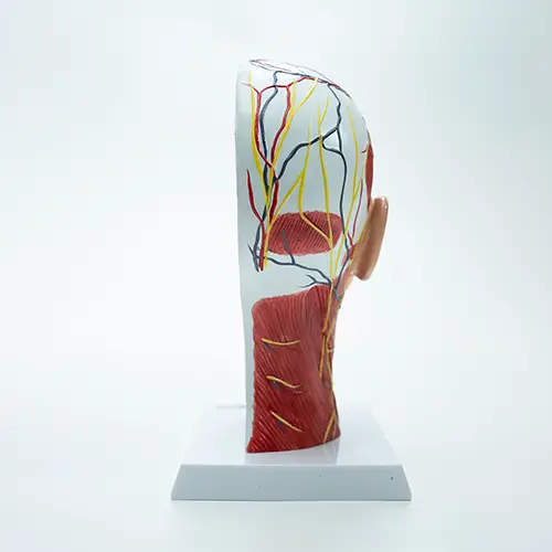 COL 1335 - Cabeça Muscular com Secção Mediana - Image 4