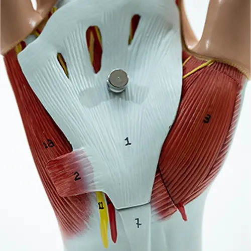 COL 1339 - Mão Musculada 4 partes - Image 3