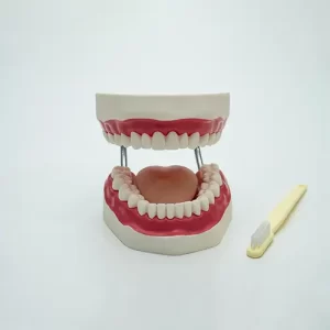 COL 1403 - Boca/Arcada Dentária, Língua e Escova Grande