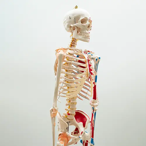 COL 1101-A - Esqueleto Humano 1,70 Muscular com Ligamentos nas Articulações - Image 2