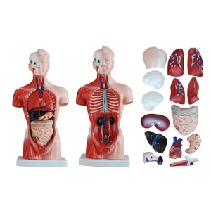 COL 1203 - Torso Humano Assexuado 26cm 15 partes