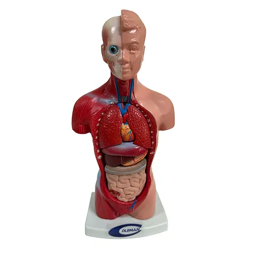 COL 1203 - Torso Humano Assexuado 26cm 15 partes - Image 2