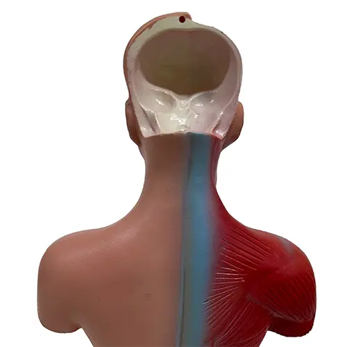 COL 1203 - Torso Humano Assexuado 26cm 15 partes - Image 3