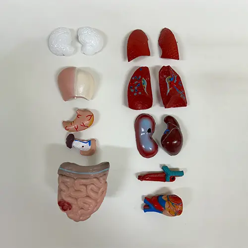 COL 1203 - Torso Humano Assexuado 26cm 15 partes - Image 4