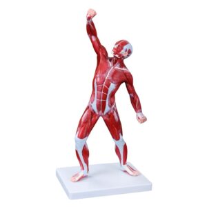 COL 1342 - Figura Muscular 50cm