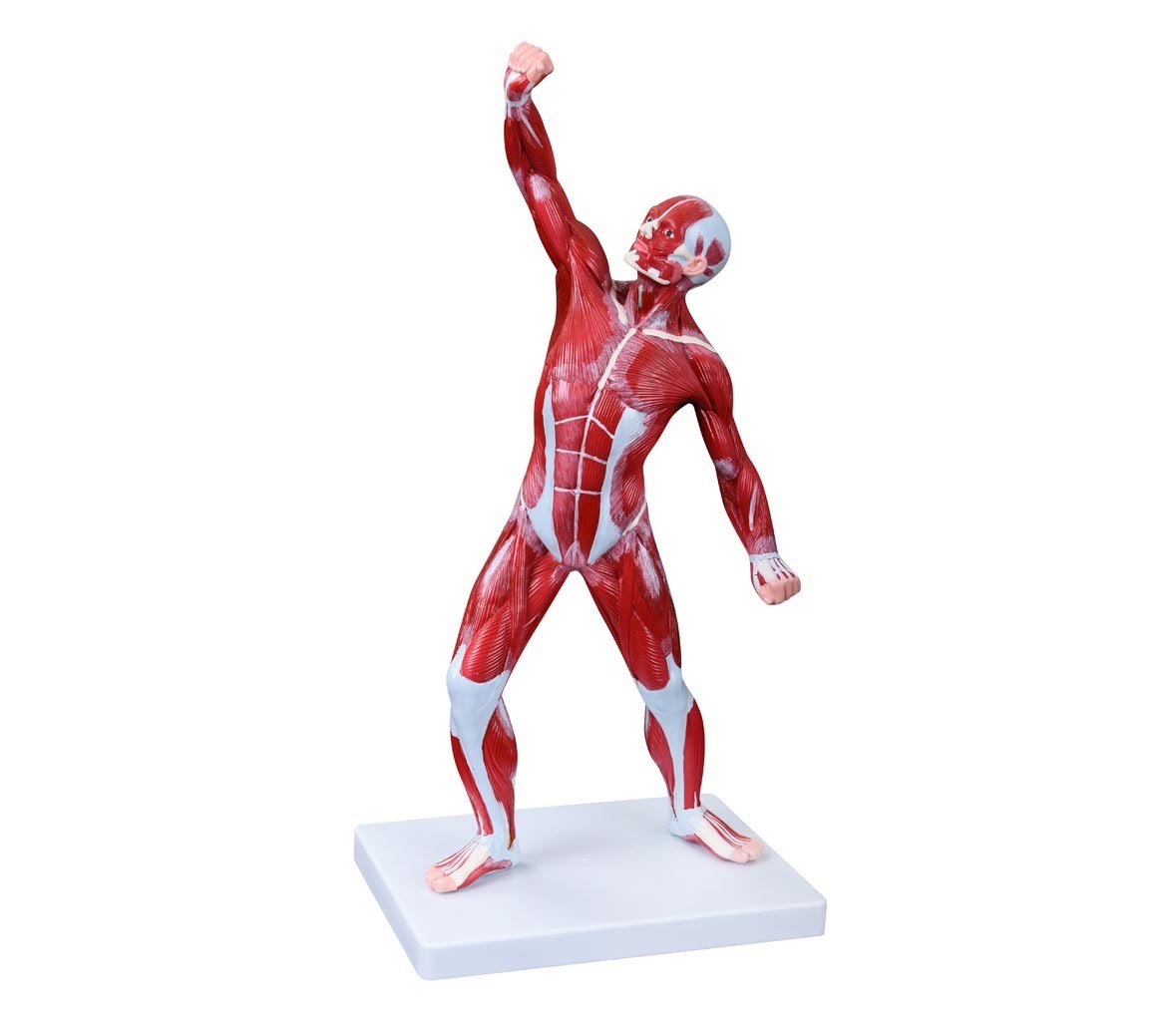 COL 1342 - Figura Muscular 50cm
