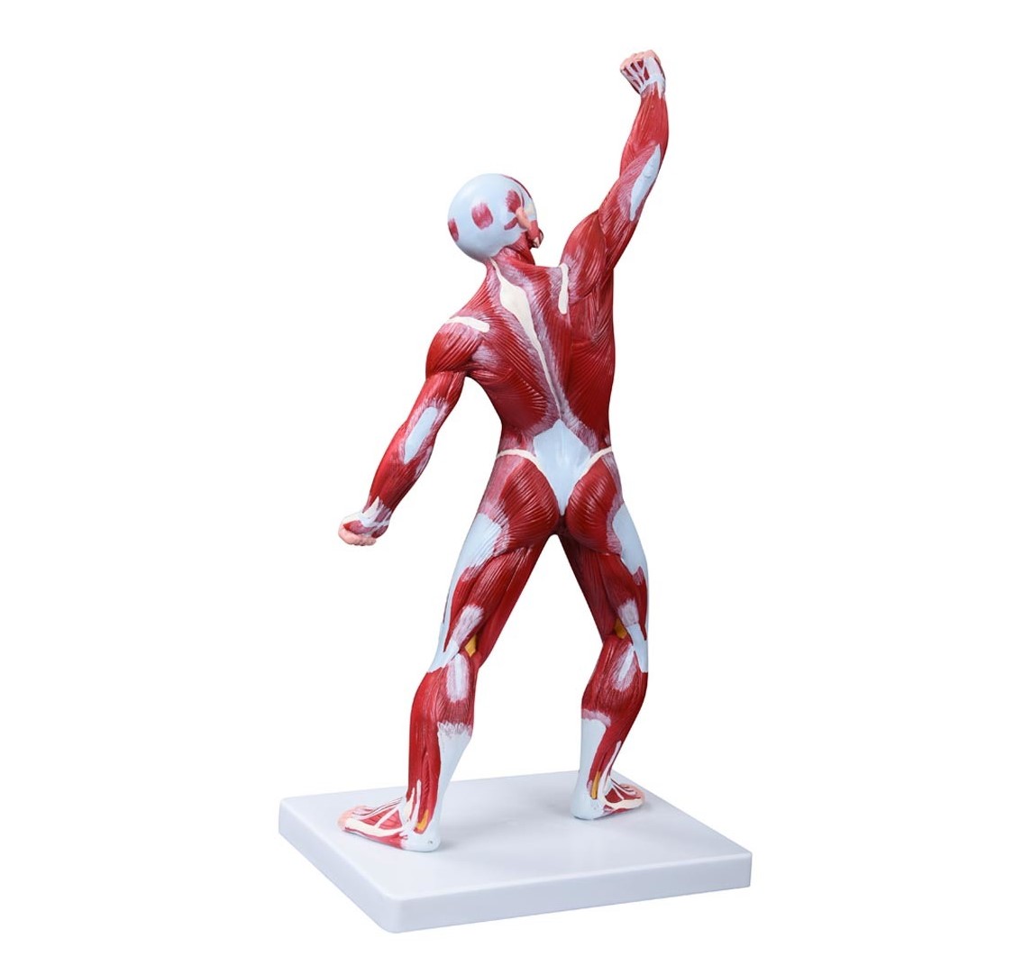 COL 1342 - Figura Muscular 50cm - Image 2