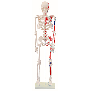 COL 1102-C - Esqueleto 85cm c/Origens e Inserções Musculares