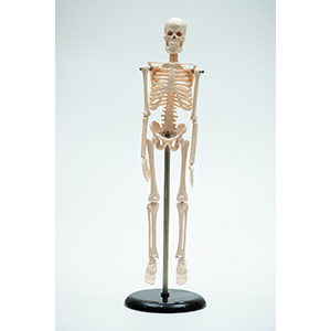 COL 1103 - Esqueleto Humano 42cm com Suporte