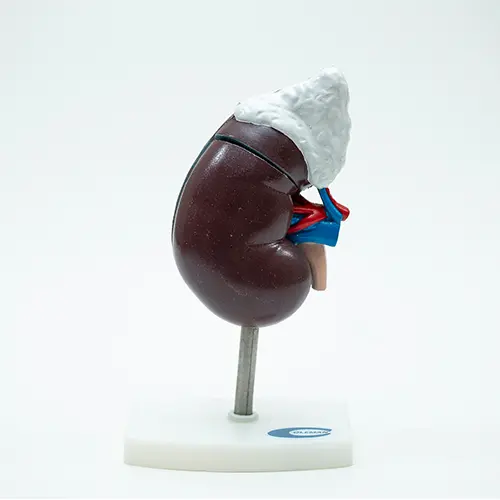COL 1310 - Rim Humano c/Glandula Renal 3 partes
