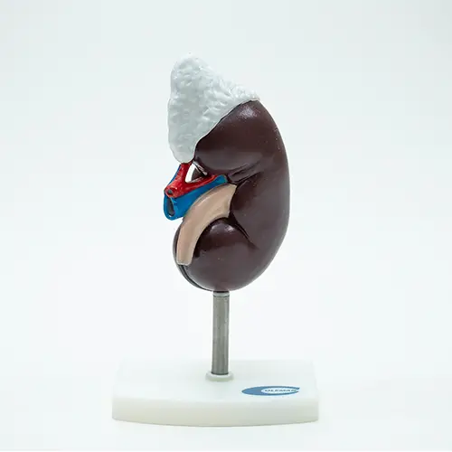 COL 1310 - Rim Humano c/Glandula Renal 3 partes - Image 2
