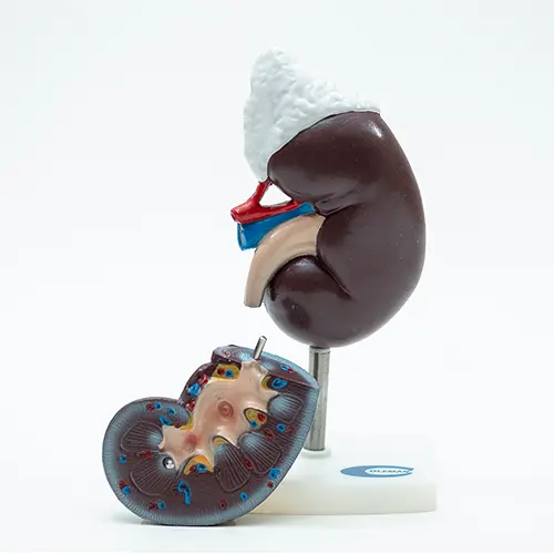 COL 1310 - Rim Humano c/Glandula Renal 3 partes - Image 4
