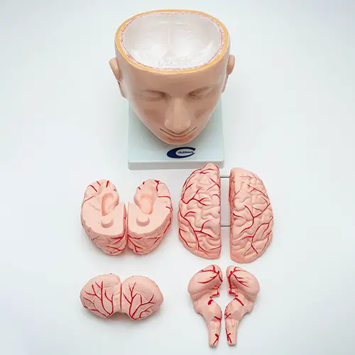COL 1318 - Cabeça e Cérebro com Artérias 9 partes - Image 3