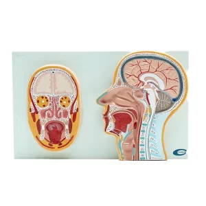 COL 1319-B - Cabeça em Corte Sagital e Frontal (prancha)