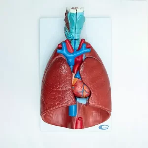 COL 1320 - Sistema Respiratório e Cardiovascular Luxo 7 Partes