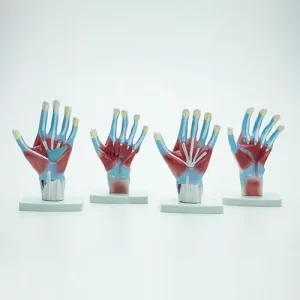 COL 1325 - Mãos Anatomia 3 partes