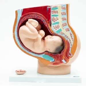COL 1332-B - Pelve Feminina de Gravidez 4 partes