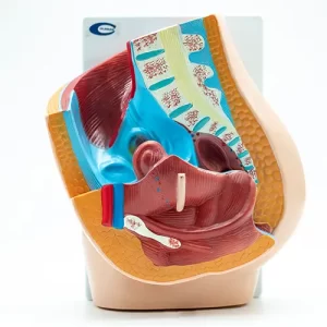 COL 1332-B1 - Pelve Feminina Luxo 2 partes