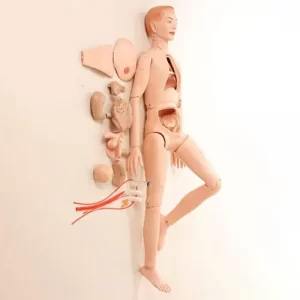 COL 1401-A - Manequim Bissexual c/Órgãos Internos Adulto