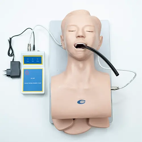 COL 1407 - Modelo para Intubação Adulto c/indicador