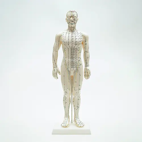 COL 1503 - Modelo Masculino Acupuntura 50cm