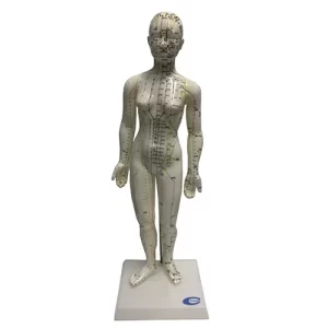 COL 1504 - Modelo Feminino Acupuntura 48cm