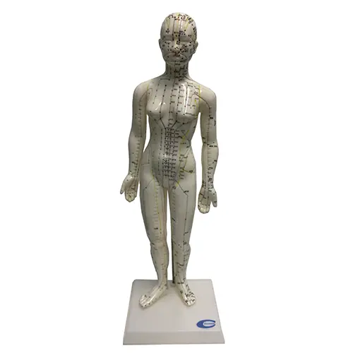COL 1504 - Modelo Feminino Acupuntura 48cm