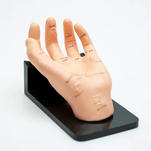 COL 1511 - Mão p/ Acupuntura de 20cm