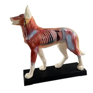 COL 1601 - Cachorro p/ Acupuntura de 13cm