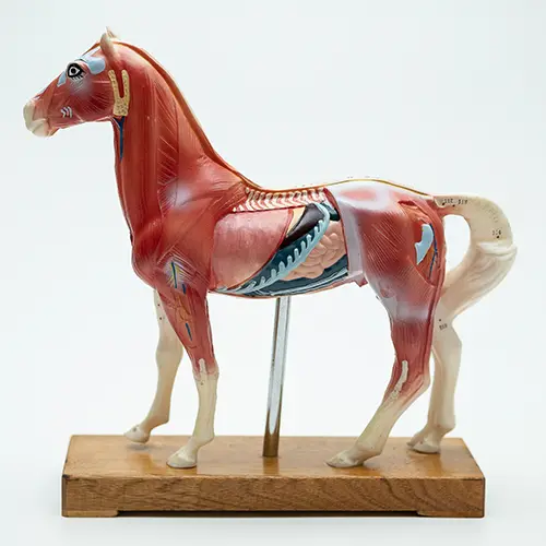 COL 1602 - Cavalo p/ Acupuntura de 13cm