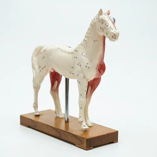 COL 1602 - Cavalo p/ Acupuntura de 13cm - Image 3