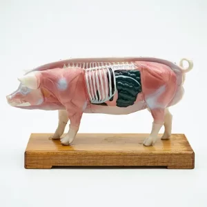 COL 1604 - Porco p/ Acupuntura de 13cm