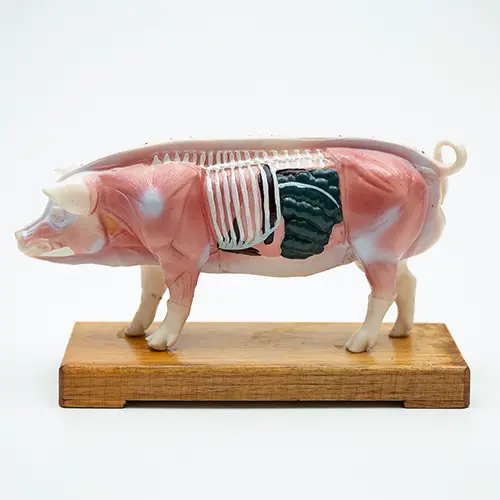 COL 1604 - Porco p/ Acupuntura de 13cm