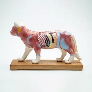 COL 1605 - Gato p/ Acupuntura de 13cm