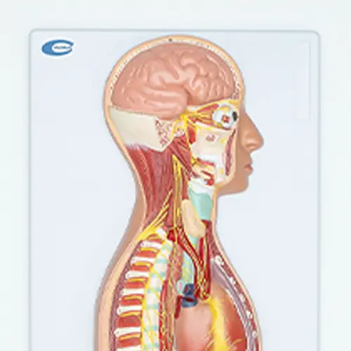 COL 1817 - Sistema Nervoso Simpático em prancha - Image 2