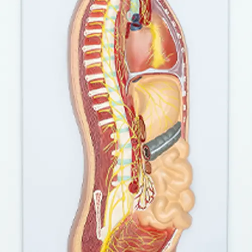 COL 1817 - Sistema Nervoso Simpático em prancha - Image 3