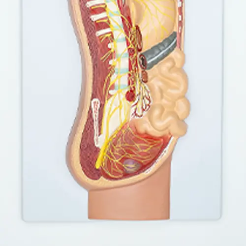 COL 1817 - Sistema Nervoso Simpático em prancha - Image 4