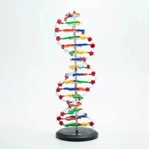 COL 1901 - Dupla Hélice de DNA 68cm