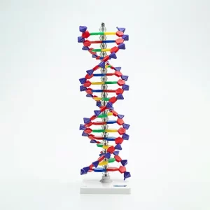 COL 1901-A - Dupla Hélice de DNA 40cm