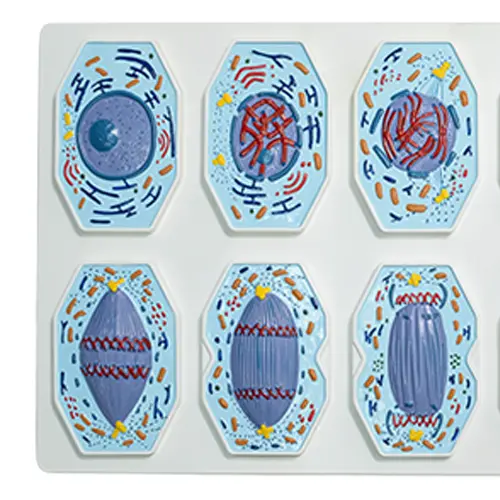 COL 1930 - Mitoses 9 peças 53x31cm - Image 3