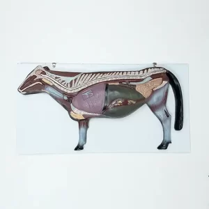 COL 3602 - Anatomia do Gado (PRANCHA)