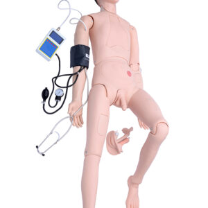 COL 1401-A2 - Manequim Bissexual Avançado com Órgãos Internos e Treino de Pressão Arterial - Masculino