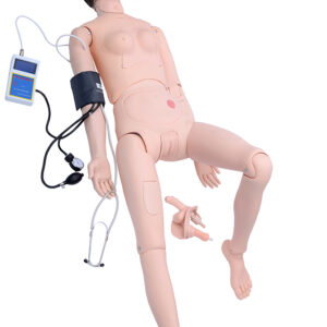 COL 1401-B2 - Manequim Bissexual Avançado com Órgãos Internos e Treino de Pressão Arterial - Feminino