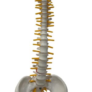 COL 1105-S- Coluna Vertebral Flexível 45cm com Pelve e Parte do Fêmur