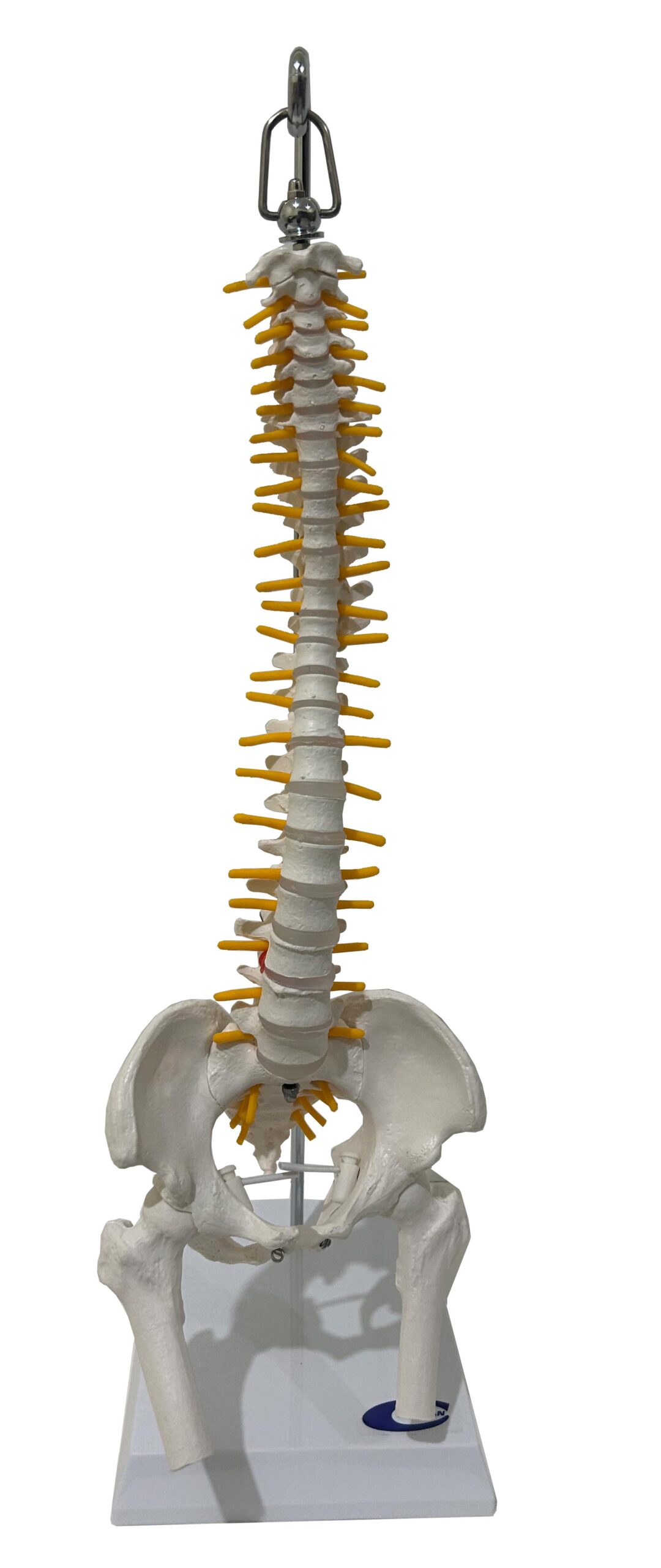 COL 1105-S- Coluna Vertebral Flexível 45cm com Pelve e Parte do Fêmur