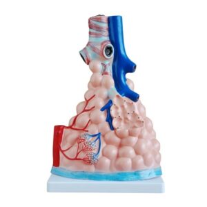 COL 1302 - Alvéolo Pulmonar Ampliado